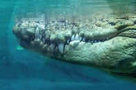 恐竜もエサにした7000年前の「頂点捕食者」の姿が明らかに...ワニの祖先の「超肉食性動物」は何者か？