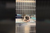 【動画】障がいのある子犬が「初めて歩いた」動画に、感動の声が続々...「あの尻尾！」「一番可愛い」