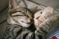 「それ買う！」猫毛を集めて飼い主が作ったあの人形...ネット絶賛