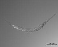 ヒ素を含む極限環境の塩湖で3種類の性別を持つユニークな線虫が発見される