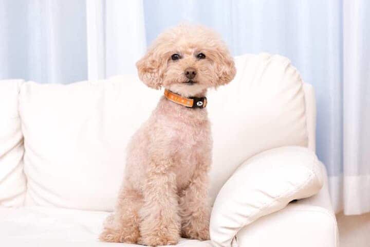 ソファーに座る犬