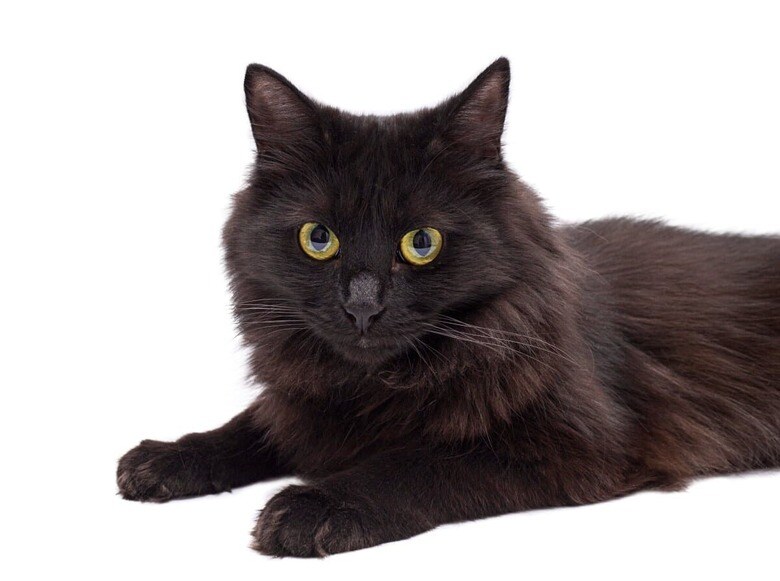 Alesa_Goluba／Shutterstock