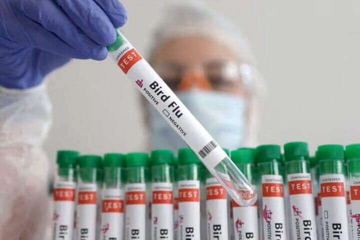 鳥インフルエンザのまん延を追跡している科学者らは「調査が不十分で、新たな感染拡大への対策が後手に回ってしまうのではないか」という懸念を深めている。写真は「鳥インフルエンザ」というラベルが貼られた試験管。昨年１月撮影のイメージ写真（２０２４年　ロイター/Dado Ruvic/Illustration）