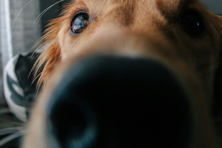 愛犬が心配でカメラをつけたら...映っていたのは「最高の休日」だった（写真はイメージです）　Andrew Spencer-Unsplash