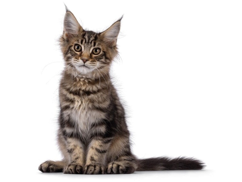写真はイメージです　Nynke van Holten／Shutterstock