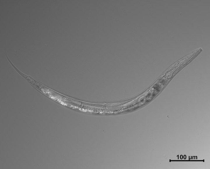 「極限環境」で生きる線虫が見つかった　Credit: Caltech