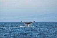クジラが食べるとオキアミは増える...海洋環境を支える「オキアミのパラドックス」