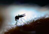 繁殖を止めるために遺伝子組み換えされた蚊、自然界に放たれ裏目の結果に