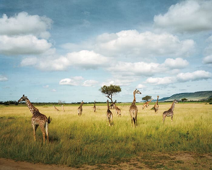 ケニア南西部のマサイ・マラ国立保護区のサバンナにいるキリンの群れ。ここではシマウマやヌー、アフリカスイギュウやゾウなど多くの野生動物の群れを一度に見ることができ、人気の観光地となっている