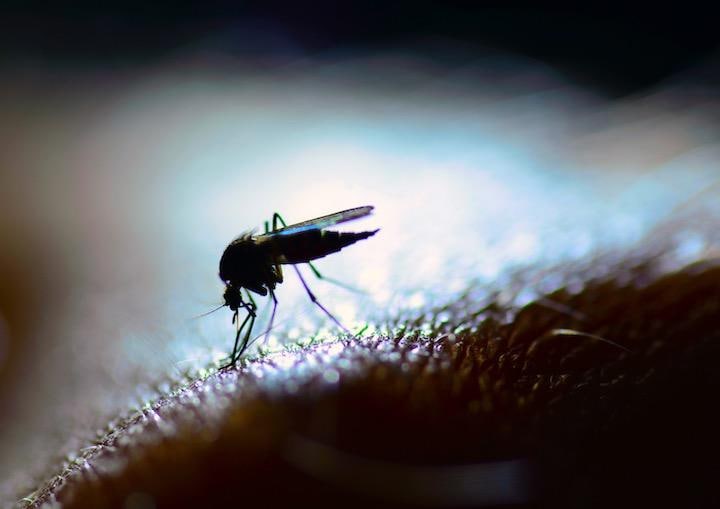 遺伝子組み換え蚊が注目されている  RolfAasa-iStock