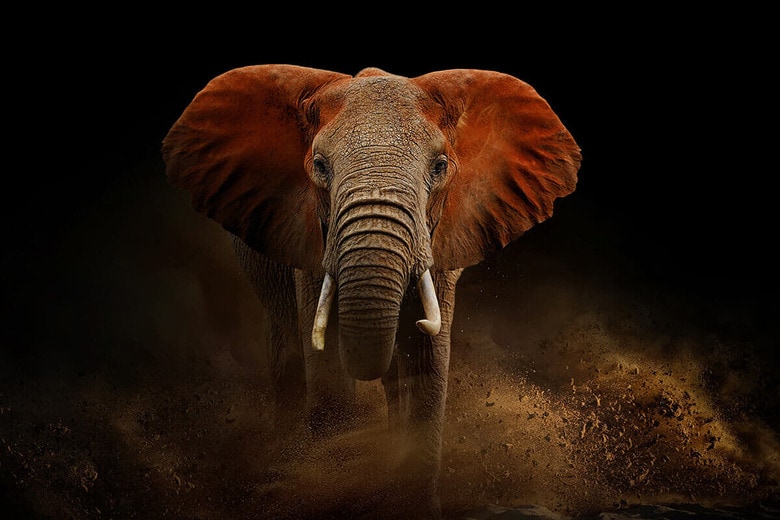 アフリカゾウ（写真はイメージです）　Volodymyr Burdiak-Shutterstock