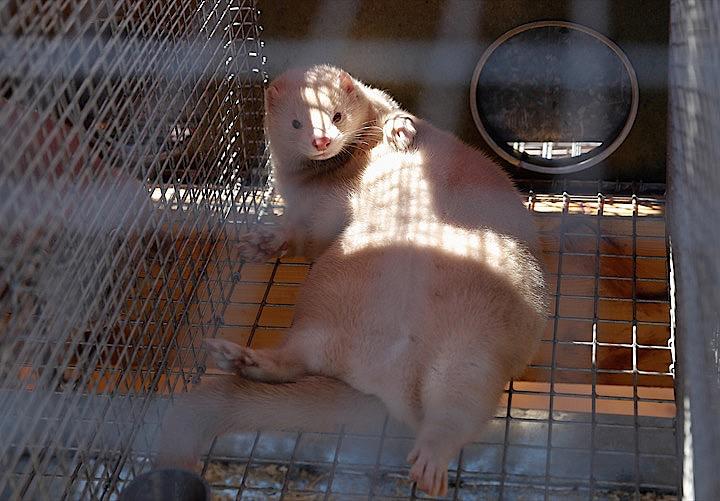 オランダのスハウテン農業相は20日、毛皮輸出用のミンクを飼育する農場の労働者がミンクから新型コロナウイルスに感染したと明らかにした。写真は2019年ベラルーシで撮影。REUTERS/Vasily Fedosenko