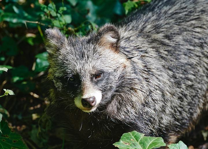 ヨーロッパのタヌキの受難は続く...... anukiphoto-iStock