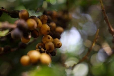 　８月１日、  ブラジル産コーヒー豆にも高関税を課すトランプ米政権の決定は、世界最大の生産国であり輸出国であるブラジルの豆の貿易ルートの再編を引き起こすことになりそうだ。ブラジリア近郊のコーヒー農園で７月撮影（２０２５年　ロイター　/Adriano Machado）