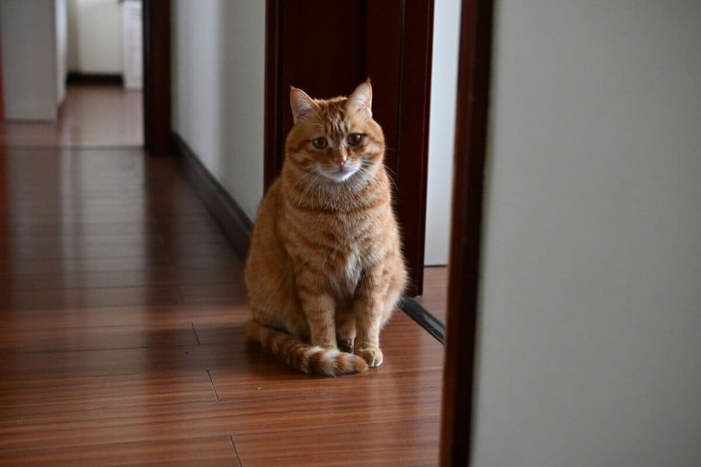 外出は猫の許可が必要？（写真はイメージです）　Gou--Unsplash