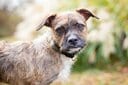 犬（写真はイメージ）　Mary Swift-shutterstock
