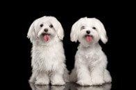 ペットシッター、預かっている犬が2匹に増えて大混乱...「あなたは誰！？」