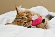 「ありえない」「かわいそう」...子猫が寝る前に必ず抱きしめるまさかの相手