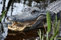 釣り中の男性がワニに襲われ死亡...変わり果てた姿で発見される瞬間