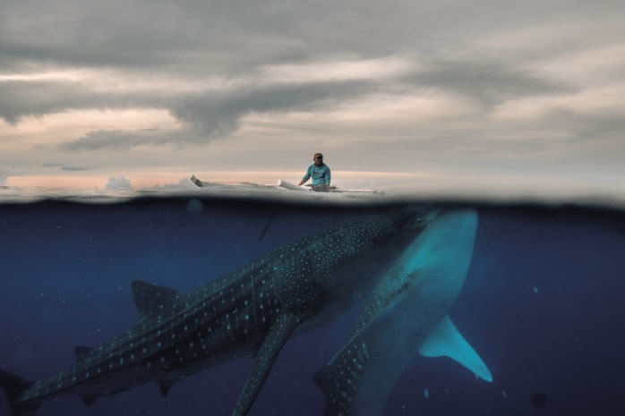写真特集】人間と野生のジンベイザメの危うい関係 | ニューズウィーク