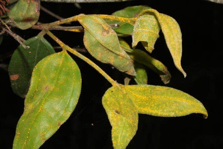 マートルラスティに感染したロダムニア・ゾンビの葉