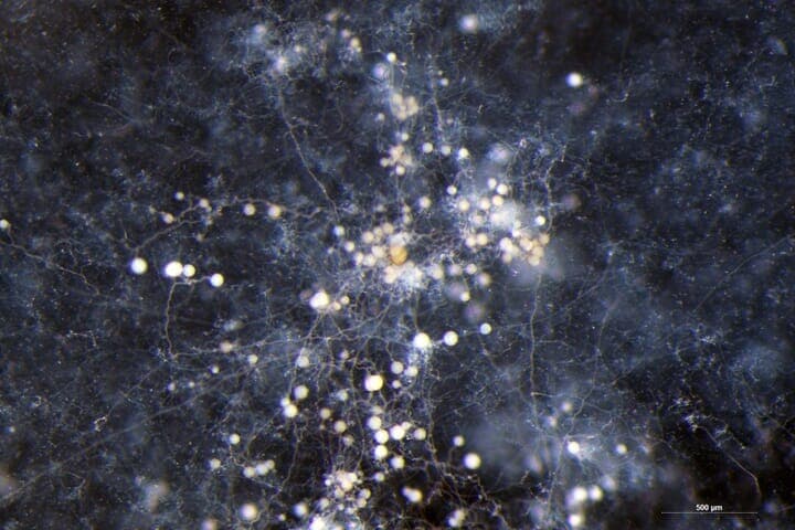 アーバスキュラー菌根菌