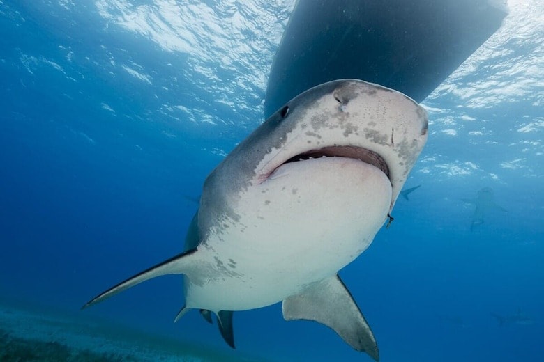 wildestanimal／Shutterstock