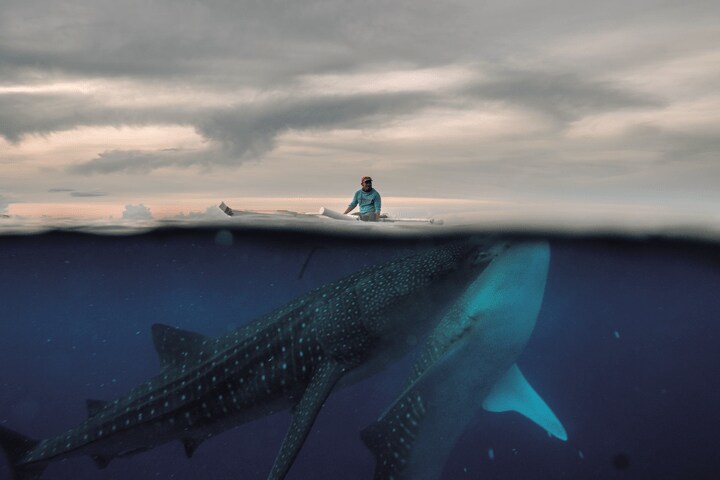 フィリピン中部セブ島タンアワンで漁師がジンベイザメに餌をやる。大きい個体は全長20メートルにも達し、現存する魚類の中では世界最大だが、性質はおとなしい