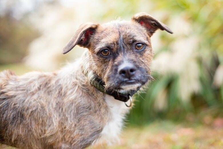 犬（写真はイメージ）　Mary Swift-shutterstock