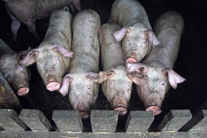 スナノミは浜辺や家畜小屋などの砂地に生息する　Tramino/iStock.