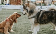 大型犬派は支配欲が強い？愛犬のサイズと飼い主の性格との関係
