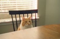 【動画】夜明け前の食事に寝ぼけ顔で登場...ネットを賑わす「ラマダンキャット」の季節到来