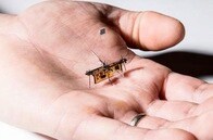 世界最軽量、ワイヤレスで給電できるハエのような飛行マシン開発される