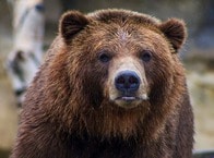 【クイズ】ヒグマの生息数が「世界で最も多い国」はどこ？【2025年の話題クイズ5選】