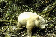 真っ白な野生のパンダが世界で初めて確認された