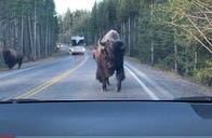【動画】あわや激突！　前から猛突進してくるバイソン