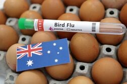 豪、哺乳類で初のＨ５Ｎ１鳥インフル感染確認　南部のオットセイ