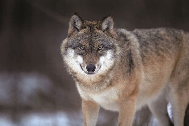ヨーロッパオオカミの個体数が奇跡的に増え、保護VS駆除の議論が勃発　MARTIN MECNAROWSKI／SHUTTERSTOCK