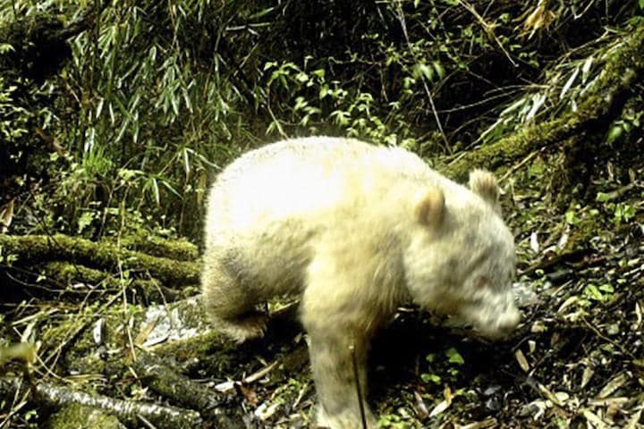 South China Morning Post-Youtube