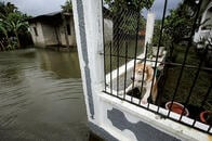 巨大ハリケーンに取り残されたホンジュラスの犬