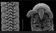 1306本の脚を持つ新種のヤスデが発見される