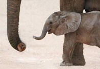 野生のゾウが赤ちゃんを産み落とす瞬間が撮影される