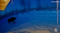 【動画】ぶるぶる体を震わせて2つの角を一息に落とすムース