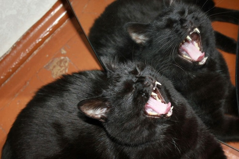 猫が飼い主に言いたいことは...（写真はイメージです）　Dare Artworks-Unsplash