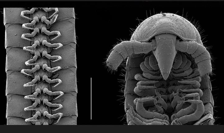 地球上で最も脚の多い生物が発見された　credit: Paul E. Marek, Bruno A. Buzatto, William A. Shear, Jackson C. Means, Dennis G. Black, Mark S. Harvey, Juanita Rodriguez, Scientific Reports.