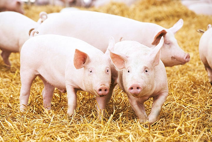 臓器の大きさも機能も人間に近いブタはドナーの最有力候補　KADMY/iStockphoto