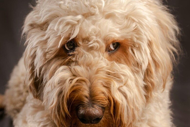 車＝マイルーム？ 降車拒否のワンコに「運転手いらんやろ」の声も（写真はイメージです）　Ethan Richardson-Unsplash