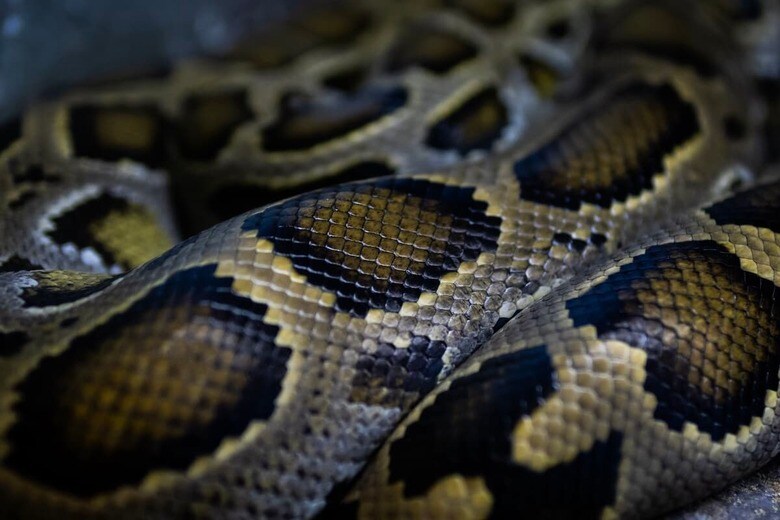 （写真はイメージです）　Wachiwit-Shutterstock