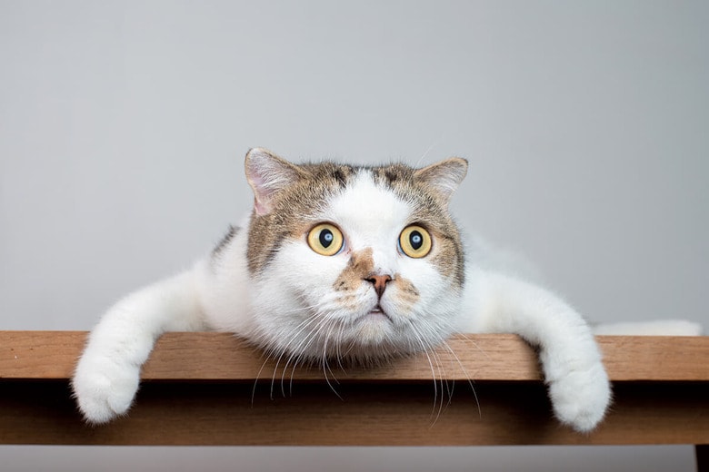 CAT BOX/SHUTTERSTOCK