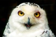 【動画】「予想よりも酷い...」ドラマ版『ハリー・ポッター』予告が初公開、SNS上では「音楽が凡庸」との声も